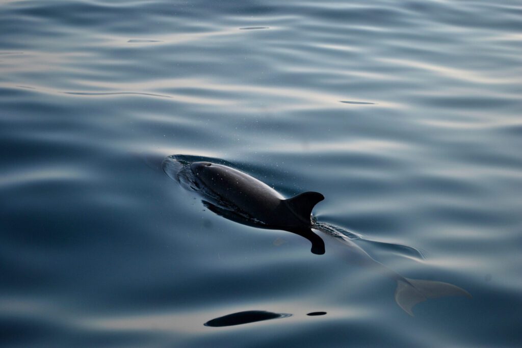 Delfín en el mediterráneo