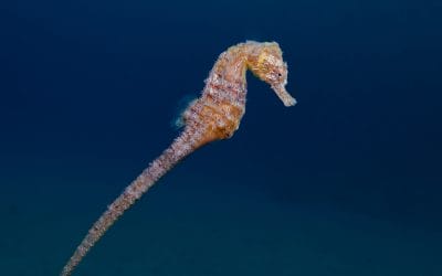 Descubre la vida marina de Mallorca: Tiburones y mucho más