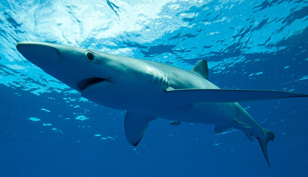 Tiburones en Mallorca